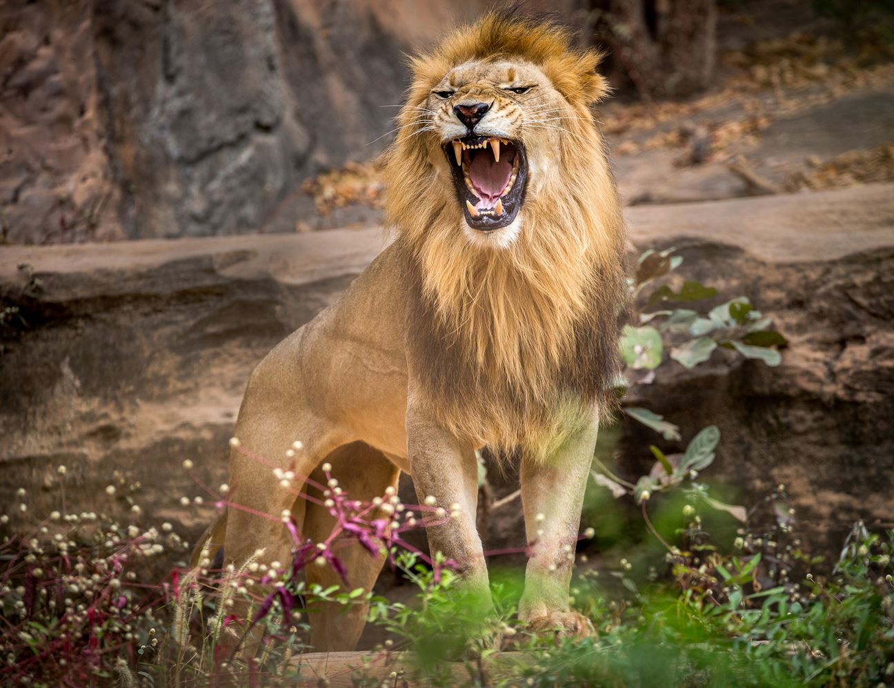 A male lion captured mid-roar