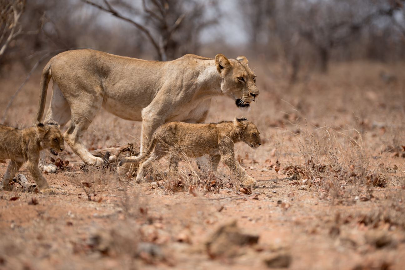 A female lion walks together with her cubs
