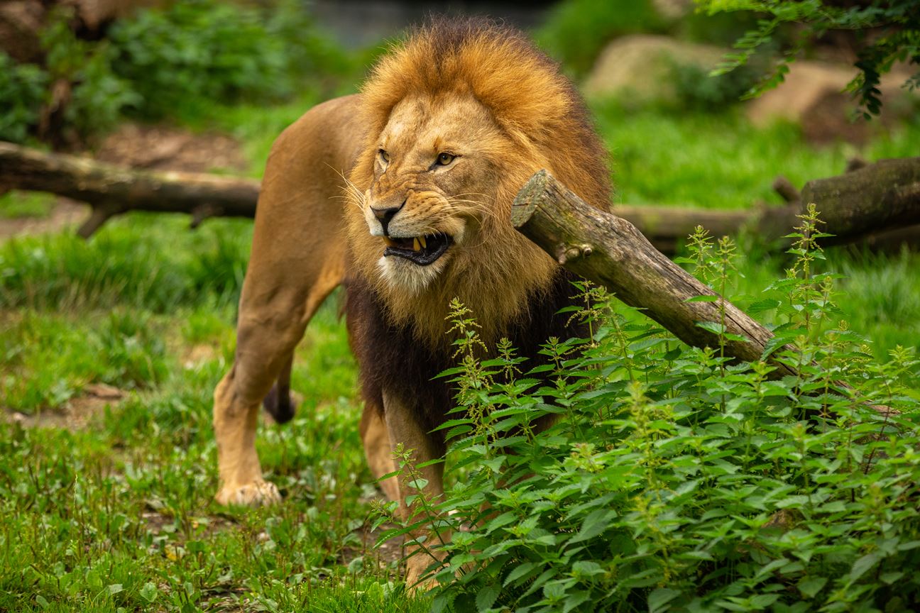 A lion stood still amidst lush greenery of the jungle, with a threatening expression on their face