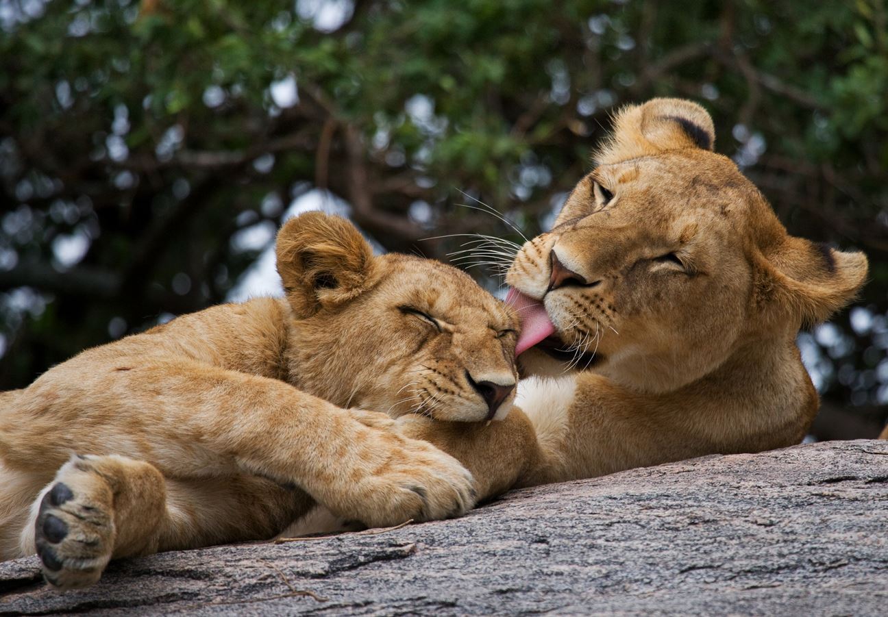 A lioness shows affection to her cub through grooming