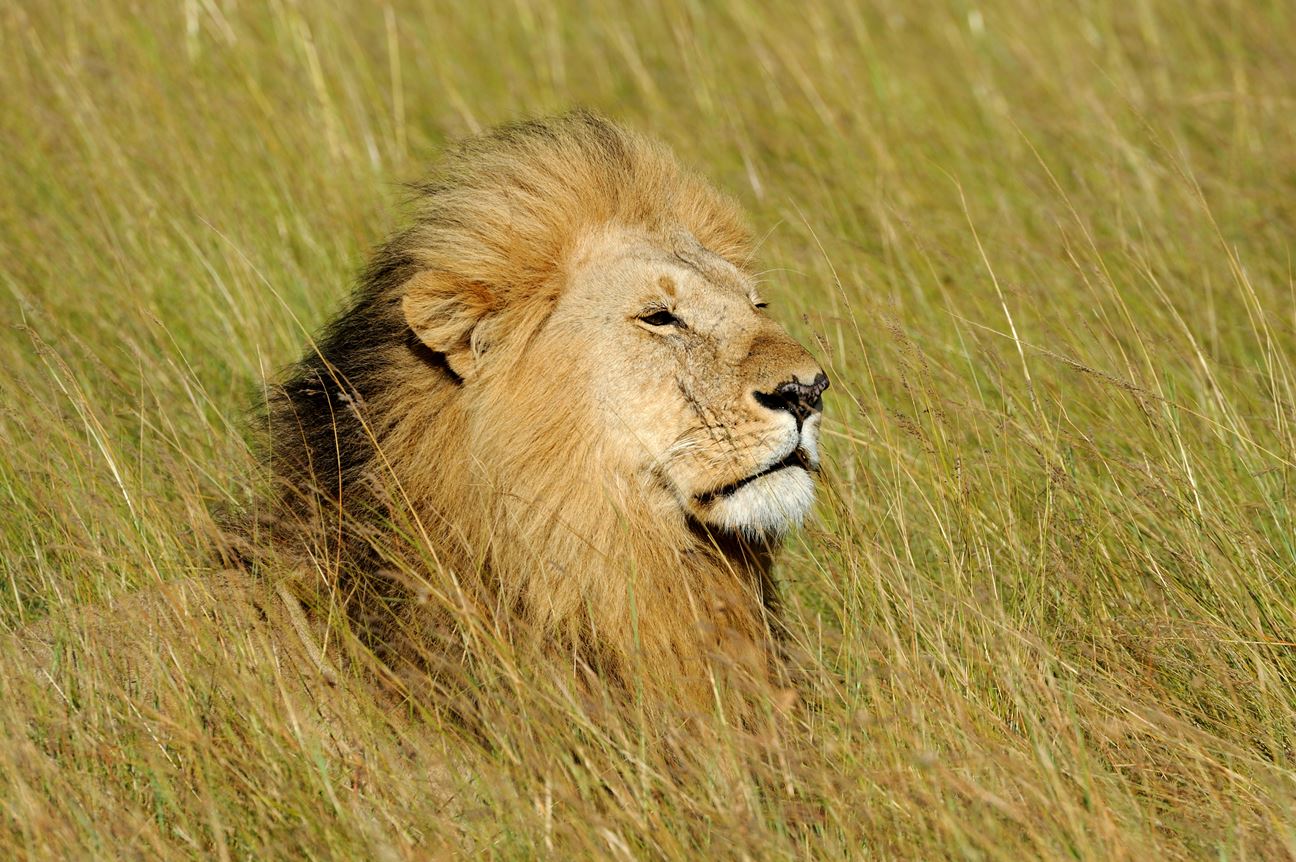 An African lion sits majestically in a grassland