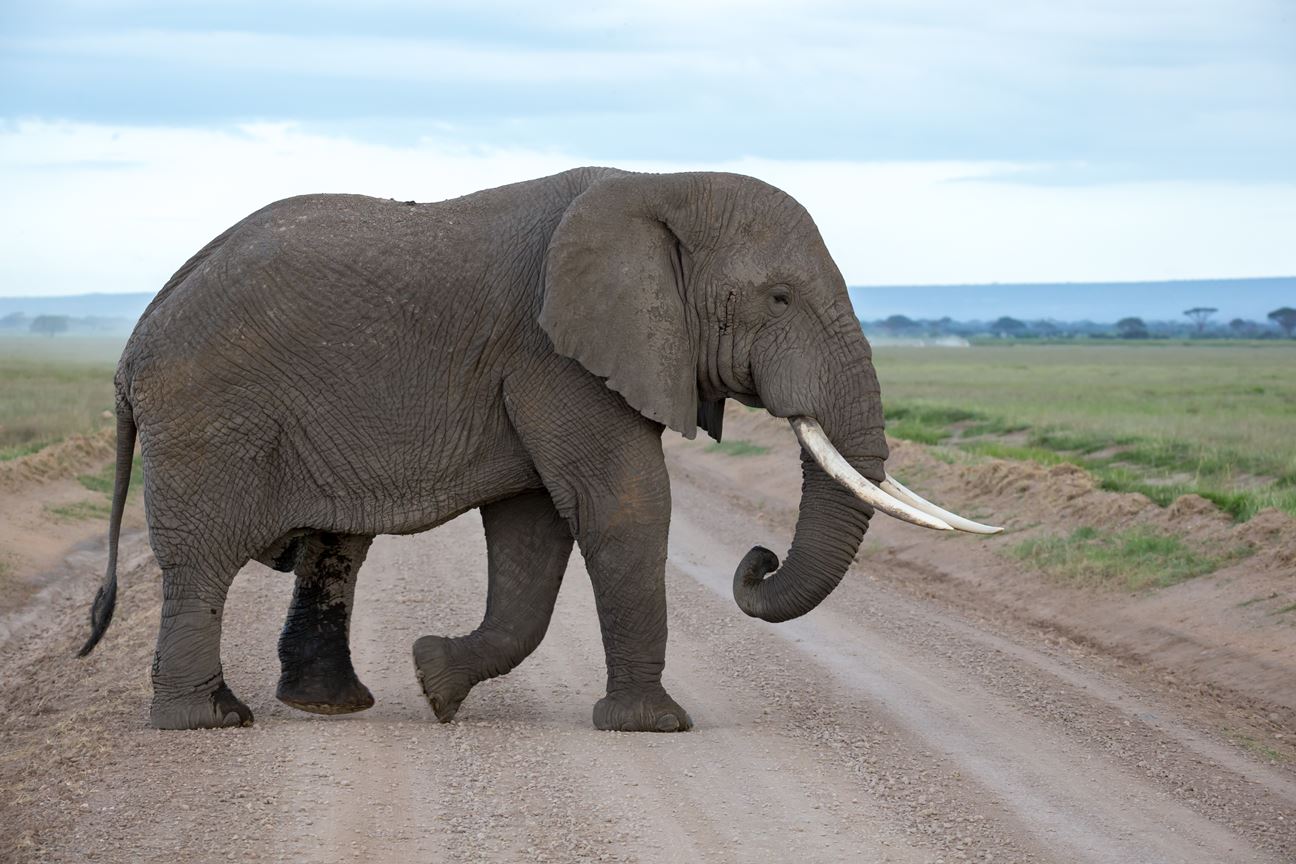 An elephant crossing a road