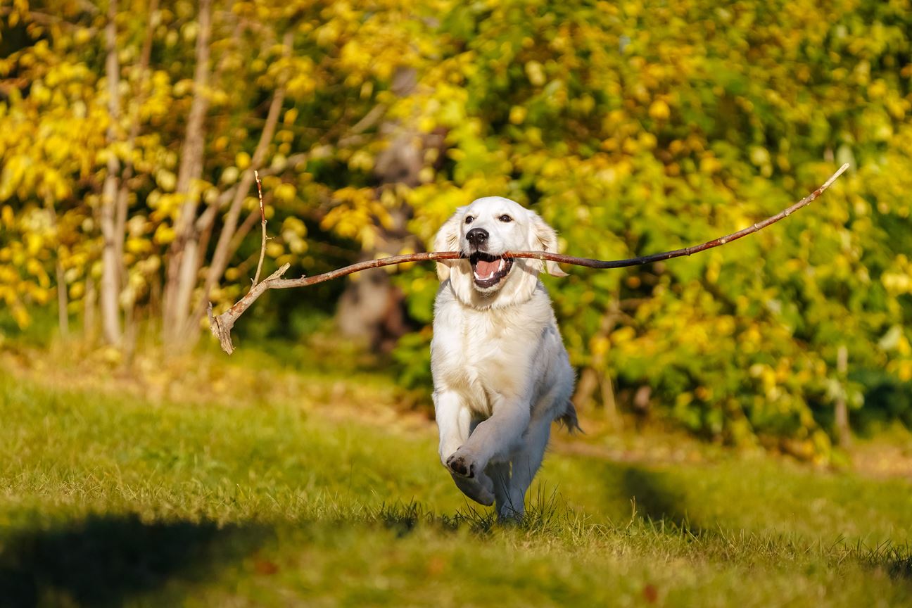 A white golden retriever dog running on a grassy field with a stick in its mouth. The dog is running towards the camera and the background shows bushes with yellow flowers. The image is taken during a clear day.