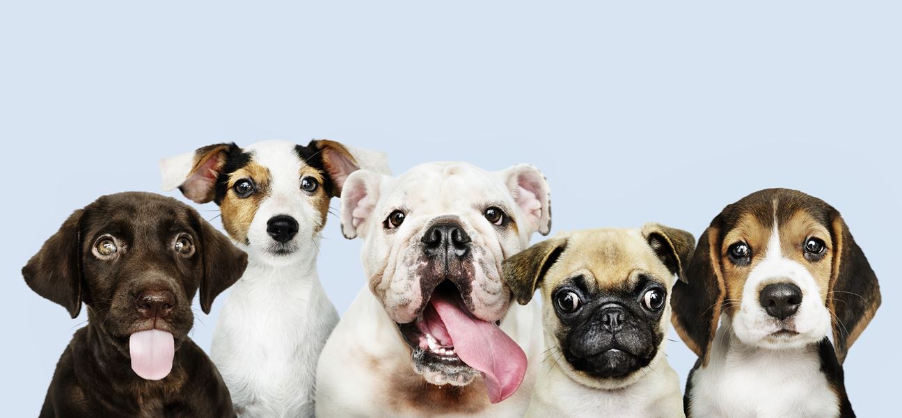 A group of five dogs of different breeds posing against a light blue background. The breeds are chocolate Labrador Retriever, Jack Russell Terrier, English Bulldog, Pug, and a blurred dog. The English Bulldog has its tongue out and the Pug is looking to the right. The blurred dog is a small white dog whose face is hidden for privacy reasons.
