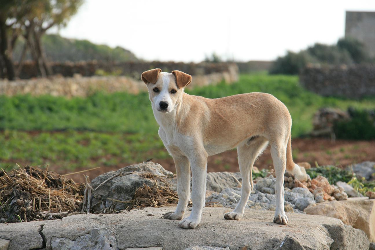 A tan and white dog with white markings on its face, chest, and legs standing on a rock in a rural setting. The background shows a pile of dried grass and shrubs, a stone wall, a tree, a field, and a building in the distance.
