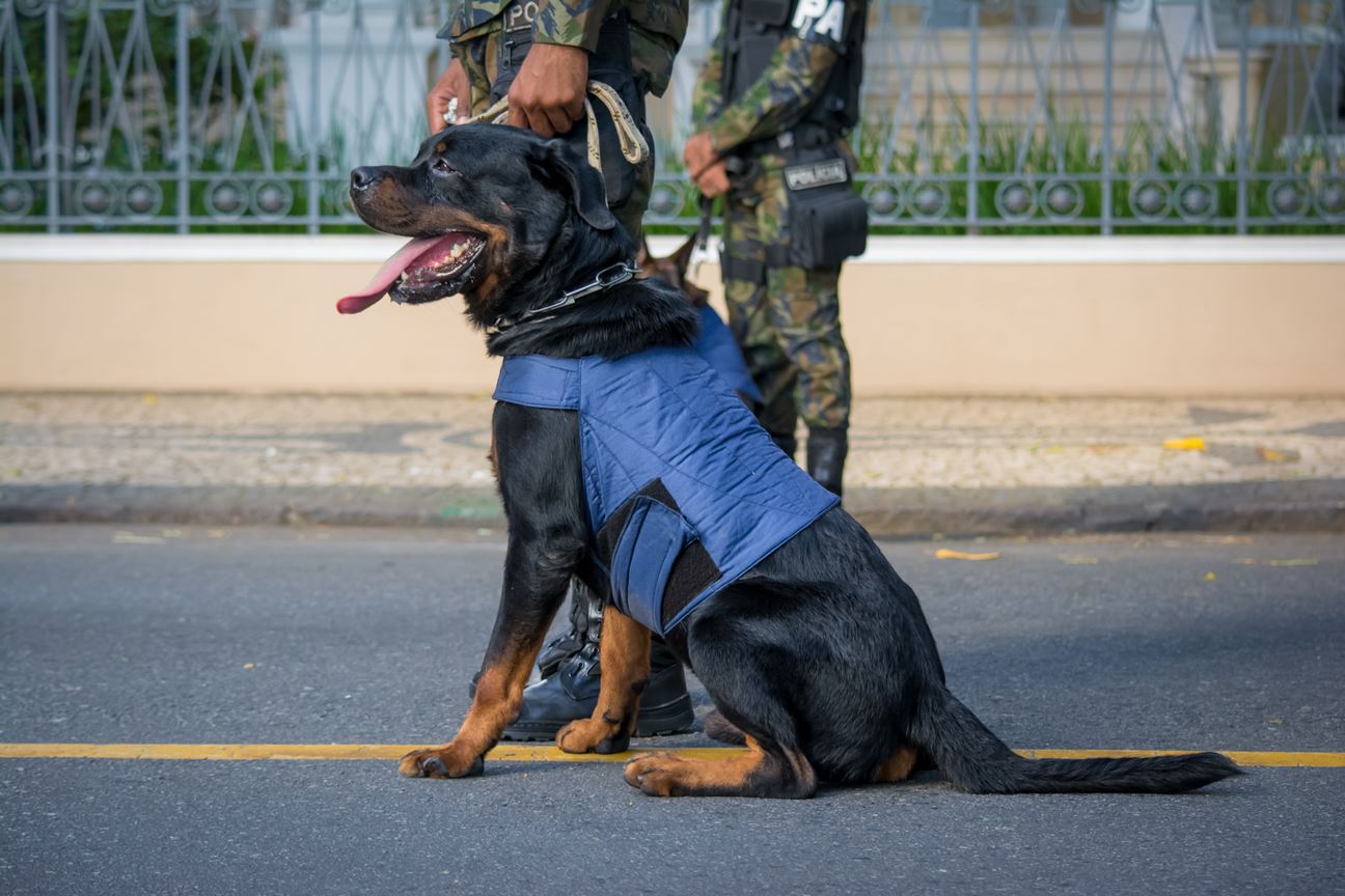 A black and tan Rottweiler dog wearing a blue vest with a handle and a reflective strip sitting on a street. The dog has its tongue out and is being held by a person in camouflage clothing and black boots. The background shows a white fence and a tree.