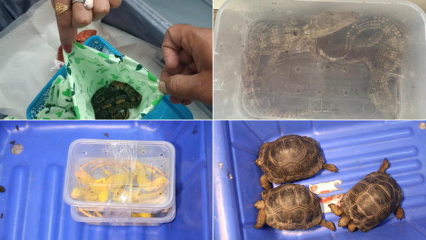 illegal wildlife trade boxes from bangkok to bangalore