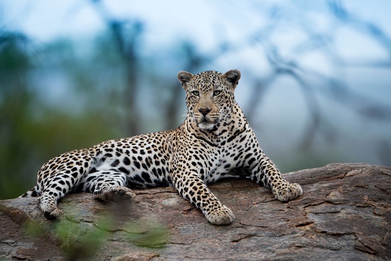 A photo realistic image of a leopard resting on a rock in a natural setting. The leopard has a spotted coat and is looking directly at the camera. The rock is covered in moss and lichen. The background consists of trees and foliage, which are blurred and out of focus. The image has a blueish tone, giving it a cool and serene mood.