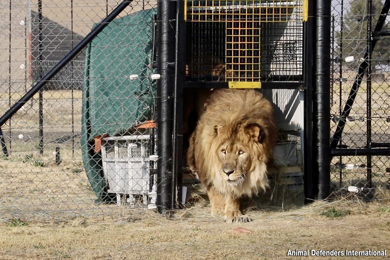 A male lion, Ruben, walking out of a travel crate with a sign that says “Animal Defenders International” in a grassy area.
