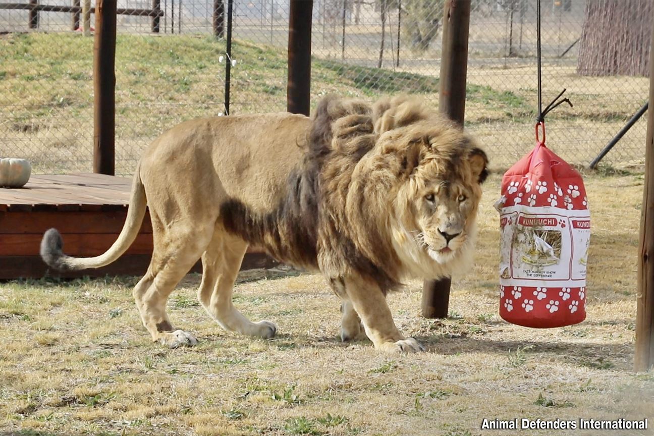 A male lion, Ruben, walking towards his red catnip toythat says “Everlast” and “Champions Choice” in a grassy enclosure.