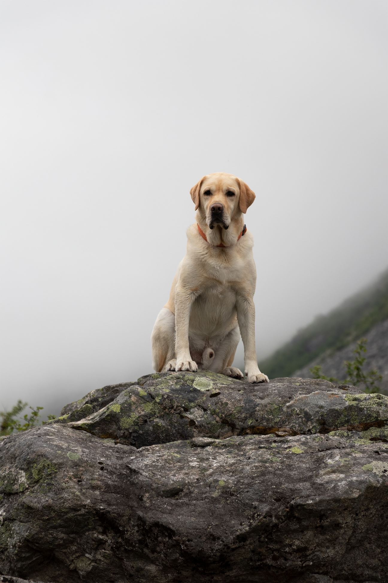 A yellow Labrador Retriever sitting on a mossy rock in a foggy mountain landscape