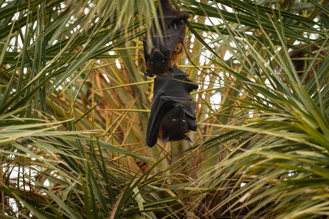 Two black bats hanging upside down from a palm tree with green fronds