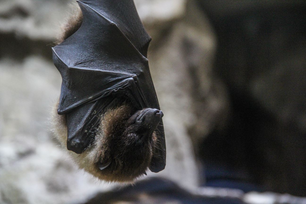 A  brown bat sleeping upside down on a rock formation
