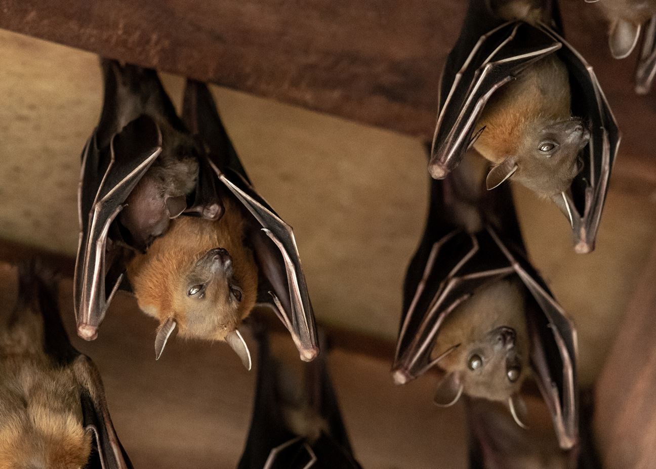 A group of brown bats hanging upside down from a wooden ceiling