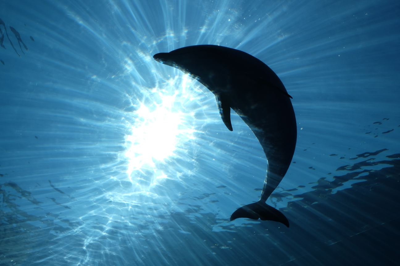 A dolphin swimming in the ocean with the sun rays shining through the water.