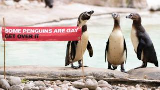 Gay Penguin Banner London Zoo